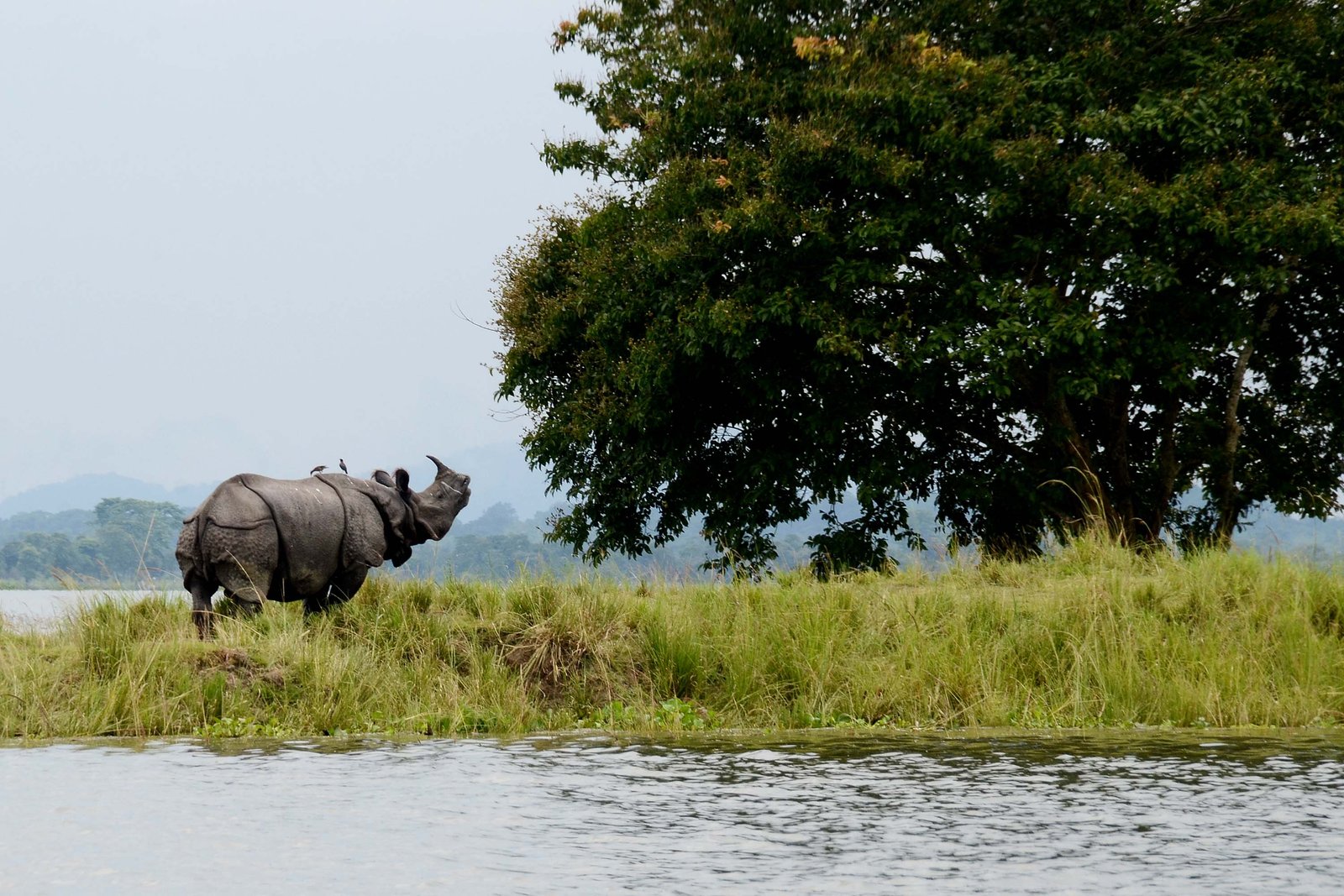 Kaziranga National Park Itinerary
